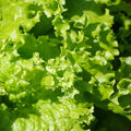 Leaf Lettuce Garden Seeds - Grand Rapids - 4 Oz ~100,000 Seeds - Non-GMO, Heirloom Vegetable Gardening & Microgreens Seed