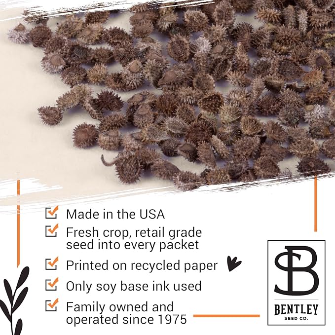 Bentley Seed Co. | in Remembrance Love Left Behind Non-GMO, Non-Coated Forget Me Not | Gardening Gifts | Flower Seeds for Planting | Growing Plants in Memory | Pack of 25