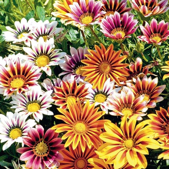 Seeds Treasure Flower Mix/African Daisy Gazania/Perennial Flowers