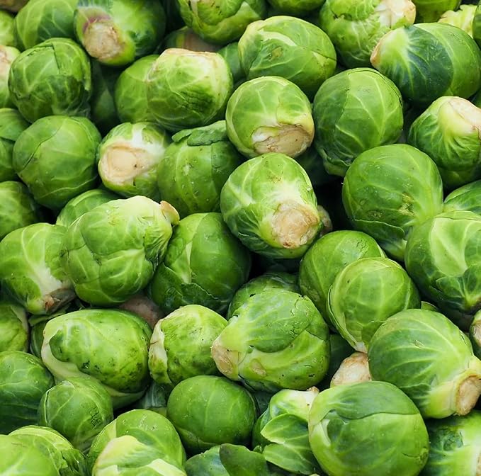 Catskill Brussel Sprout Seeds for Planting – Heirloom Non-GMO Brussel Sprout Seed Packets with Instructions to Plant & Grow for Home Outdoor Vegetable Garden – 3 Packets