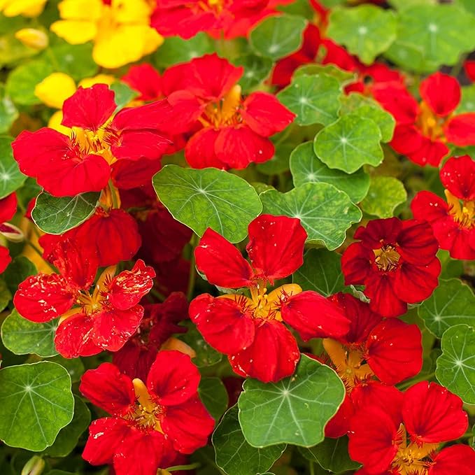 Eden Brothers Nasturtium Seeds - Globe of Fire Non-GMO Seeds for Planting, Packet | Low-Maintenance Flower Seeds, Plant During Spring Season, Zones 1, 10, 2, 3, 4, 5, 6, 7, 8, 9