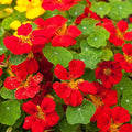Eden Brothers Nasturtium Seeds - Globe of Fire Non-GMO Seeds for Planting, Packet | Low-Maintenance Flower Seeds, Plant During Spring Season, Zones 1, 10, 2, 3, 4, 5, 6, 7, 8, 9