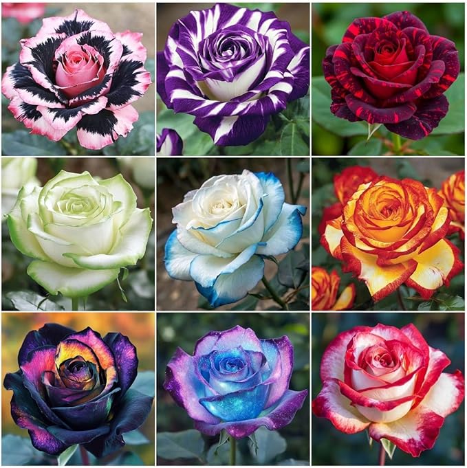 290+ Mixed Color Rose Seeds for Planting – Heirloom Non-GMO Perennial Rosa Flowers, Bush & Climbing Varieties for Garden, Trellis, Fence & Outdoor Landscaping