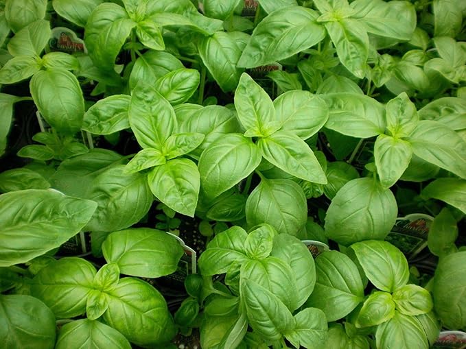 Basil Seed- Sweet 100 Count Beans n Sprouts Brand. Home Gardening.…