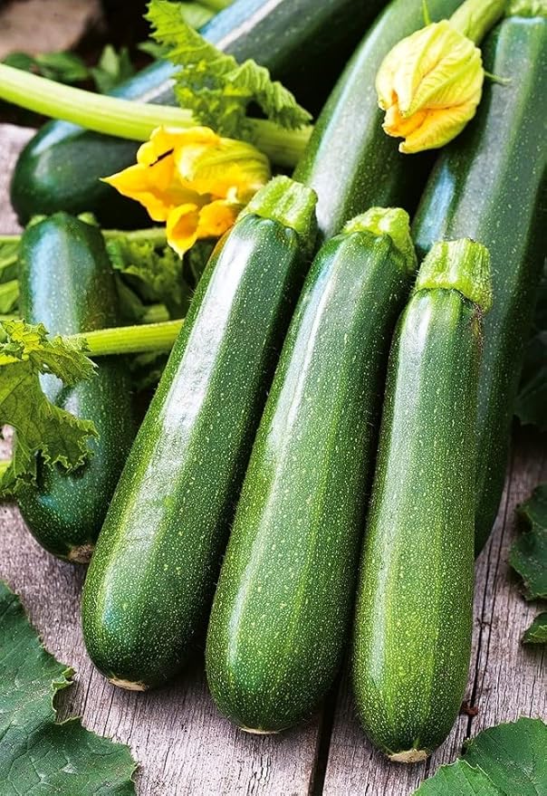 Seeds4planting - Seeds SunGreen Zucchini Squash Non GMO Vegetable Heirloom for Planting