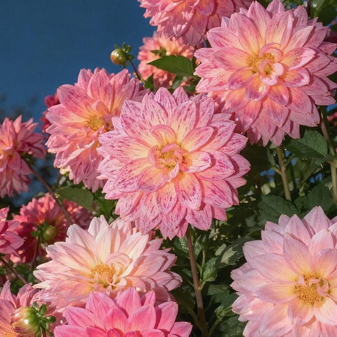 Mixrug Mix Dahlia Seeds for Planting, 400pcs Rare Perennial Garden Dahlia Flower Seeds Non-GMO Heirloom Flower Plants, Beauty Home Garden for Outdoors