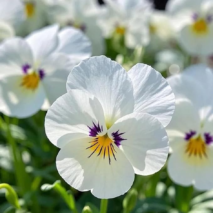 Pansy Seeds for Planting, 8000pcs Perennial Viola Tricolor Pansy Flower Seeds, Non-GMO Heirloom Home Garden Cold Hardy Rare Blooms Beauty Flowers Plants for Outdoors Indoors