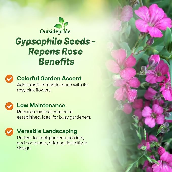 Outsidepride Gypsophila Rose Creeping Baby's Breath Seed - 10000 Pcs. Perennial, Easy to Grow & Drought Tolerant Wild Flower Seeds for Planting Vibrant Blooms in Pollinator Garden & Floral Arrangement