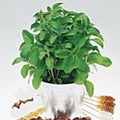 Stevia Seeds (20+ Seeds) | Non GMO | Vegetable Fruit Herb Flower Seeds for Planting | Home Garden Greenhouse Pack