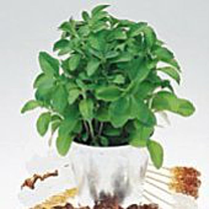 Stevia Seeds (20+ Seeds) | Non GMO | Vegetable Fruit Herb Flower Seeds for Planting | Home Garden Greenhouse Pack