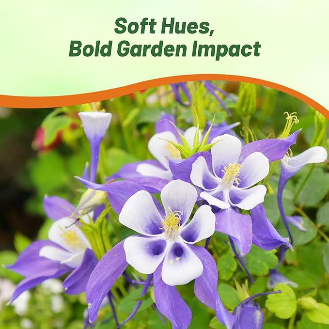 Outsidepride Blue Star Columbine Seeds - 1000 Pcs Perennial, Easy to Grow Flower Seeds for Planting, Suitable for Pollinator-Friendly Garden, Cut Floral Arrangements, Ground Covers, or Borders