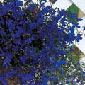 Park Seed Regatta Midnight Blue Lobelia Seeds - Pack of 250 Seeds, Vibrant Deep Blue Blooms, Perfect for Containers, Hanging Baskets, and Garden Borders