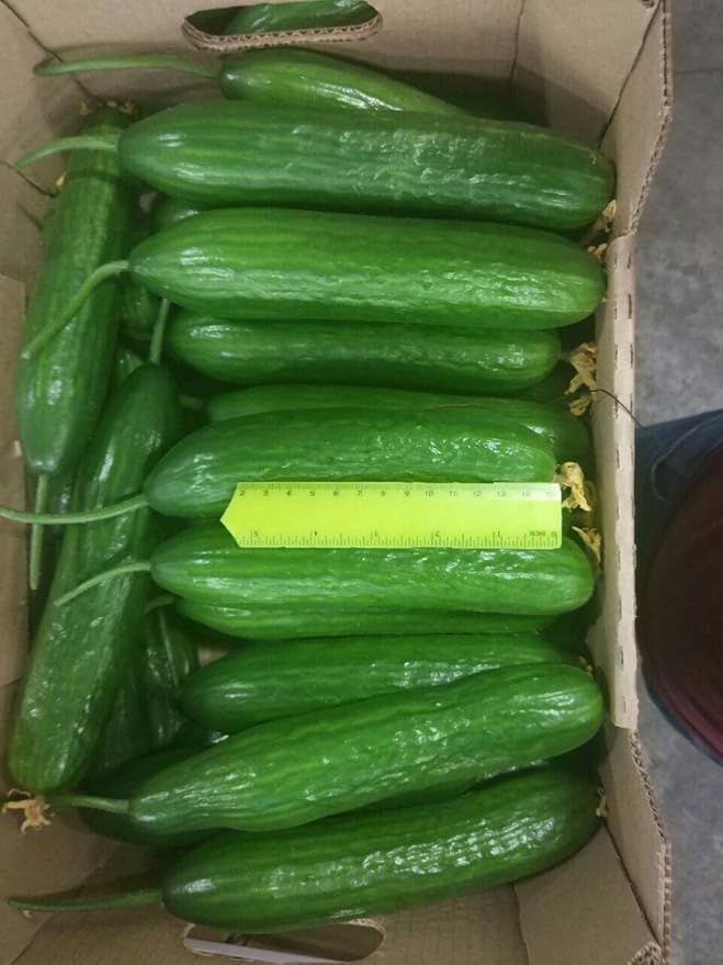 CEMEHA SEEDS Cucumber Emilia F1 Long Giant Vine Self-pollinated Vegetable Hybrid Non-GMO for Planting