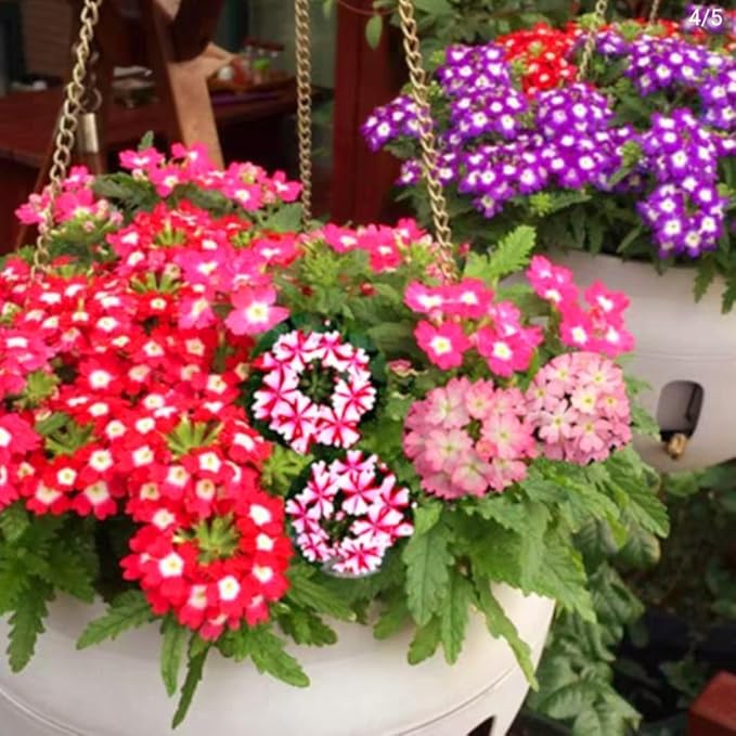 Verbena Seeds for Containers & Hanging Baskets, 1500PCS, Compact Growth, Colorful Blooms for Balcony, Patio & Small Gardens