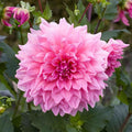 Eden Brothers Dahlia Bulbs (Dinnerplate) - Ottos Thrill, Non-GMO Bulbs for Planting, 4 Bulbs | Low-Maintenance Flower Bulbs, Plant During Spring, Zones 8, 9, 10, 11