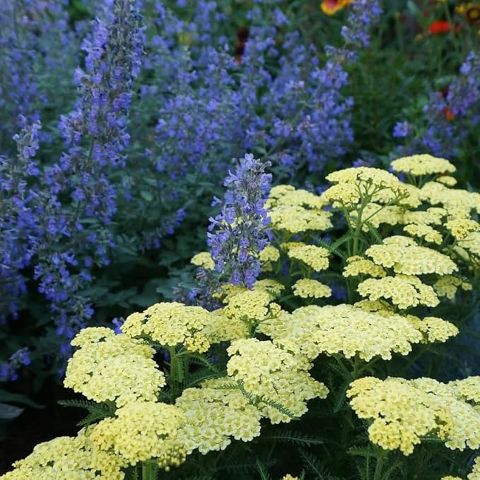 Colorful Yarrow Seeds for Planting, 1000+pcs Rare Perennial Achillea Yarrow Flower Seeds Non-GMO Heirloom Herbs Plants, Open Pollinated Beauty Home Garden for Outdoors