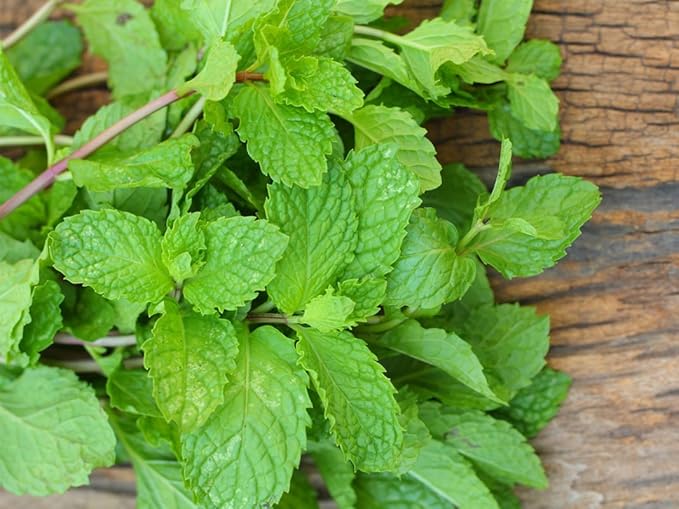 Seeds Mint Peppermint Mentha Medicinal Herbs Garden for Planting Non GMO 1000 Seeds