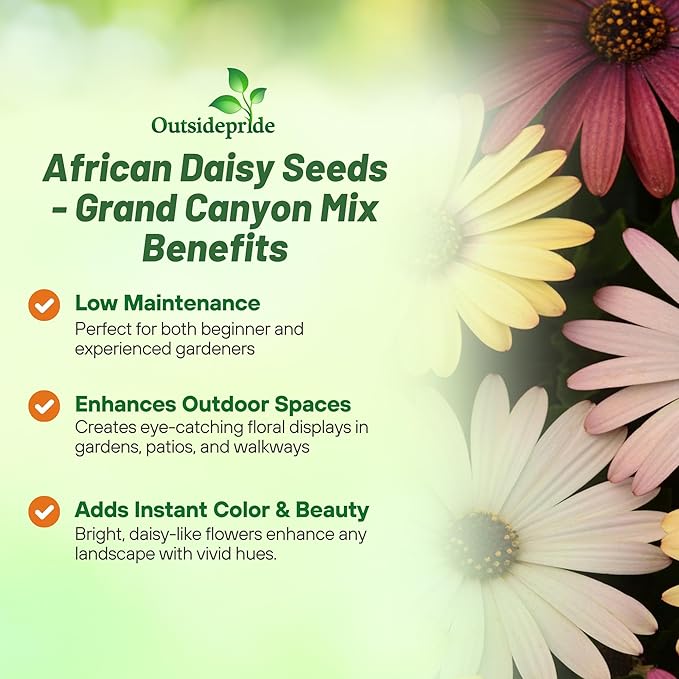 Outsidepride Grand Canyon Mix Osteospermum African Daisy Seeds - 10 Pcs. Perennial Flower Seeds for Planting Outdoors with Long-Lasting Blooms, Drought-Tolerant, Easy to Grow for Sunny Garden & Border