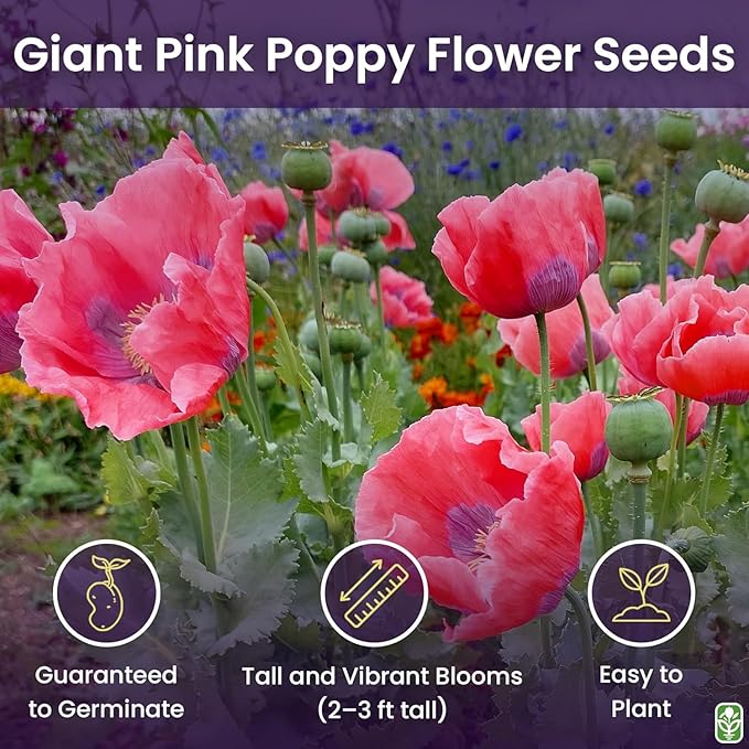 Giant Pink Poppy Seeds for Planting - 300 Fresh Flower Seeds - Double Bloom Wildflower - Grown in The USA