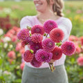 Eden Brothers Dahlia Bulbs (Ball) - Isabel, Non-GMO Bulbs for Planting, 2 Bulbs | Low-Maintenance Flower Bulbs, Plant During Spring, Zones 8, 9, 10, 11