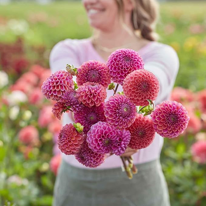 Eden Brothers Dahlia Bulbs (Ball) - Isabel, Non-GMO Bulbs for Planting, 2 Bulbs | Low-Maintenance Flower Bulbs, Plant During Spring, Zones 8, 9, 10, 11