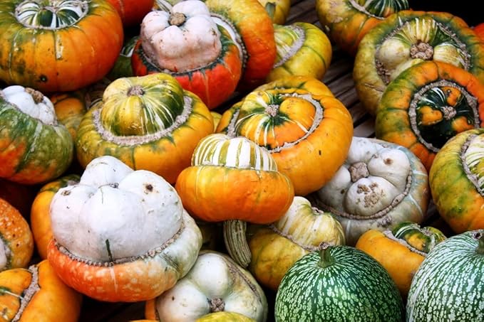 Seeds Ornamental Pumpkin Turk's Turban 10+ Seeds for Growing Decorative and Edible Non-GMO Annual Plant