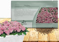 Outsidepride Easter Bonnet Deep Pink Alyssum Seeds - 2000 Pcs Annual, Drought-Tolerant & Pollinator-Friendly Ground Cover Seeds w/Fragrant Honey Blooms for Low-Growing Xeriscaping & Outdoor Planting