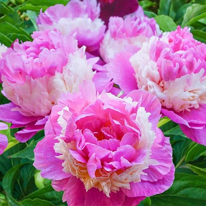 100+ Mix Peony Flower Seeds for Planting Heirloom Peony Poppy Seeds Open Pollinated Attract Butterflies Outdoor and Indoor