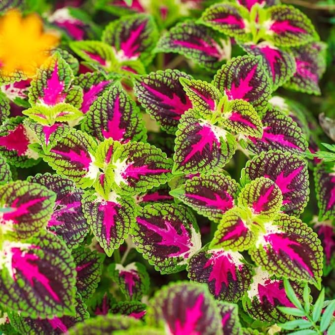 150+Coleus Rainbow Mix Seeds for Planting Outdoor-Beautiful Flower Plant in Your Home Garden Indoors or Outdoors Attractive and Colorful