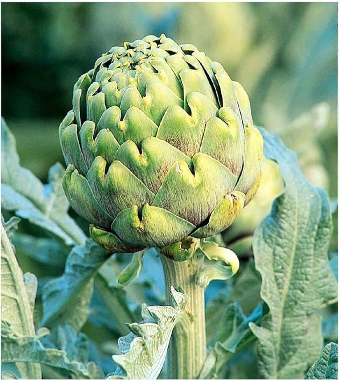 Exotic Globe Artichoke Seeds for Planting - 100+ Seeds - Rare Garden Vegetable Seeds