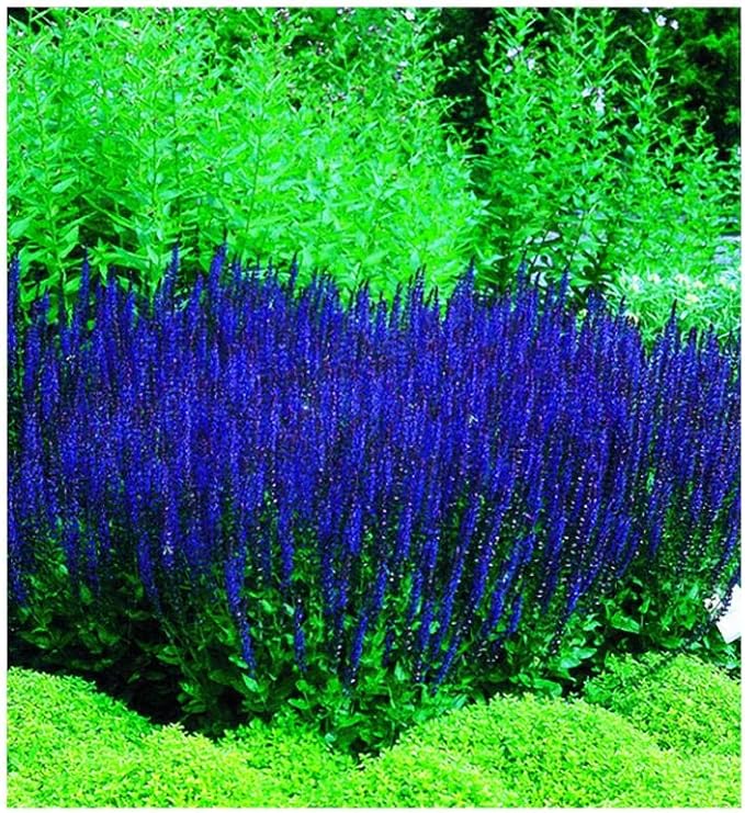 Park Seed Blue Queen Salvia Seeds, Deep Blue Bloom Spikes for Pollinators, Dwarf Perennial with Vertical Form and Drought Tolerance, Pack of 50
