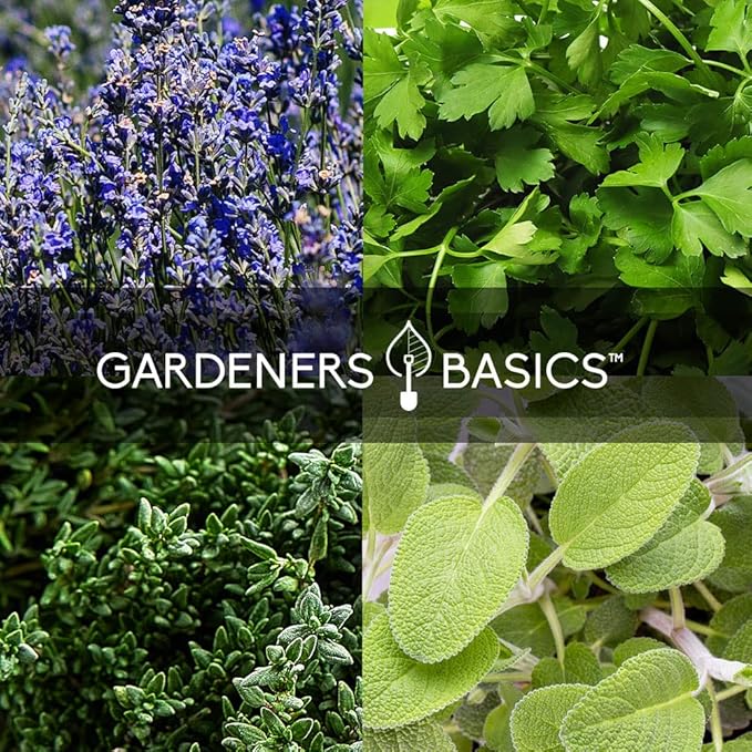 35 Medicinal & Culinary Herb Seeds Variety Pack – Heirloom Non-GMO Garden Kit for Indoor, Outdoor, or Greenhouse Growing – Apothecary, Tea & Cooking Herbs – Premium Gift for Gardeners & Homesteaders