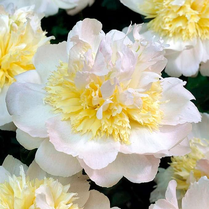 300+ Mixed Peony Seeds for Planting - Non-GMO Heirloom Peony Seeds - Attracts Butterflies Pollinators
