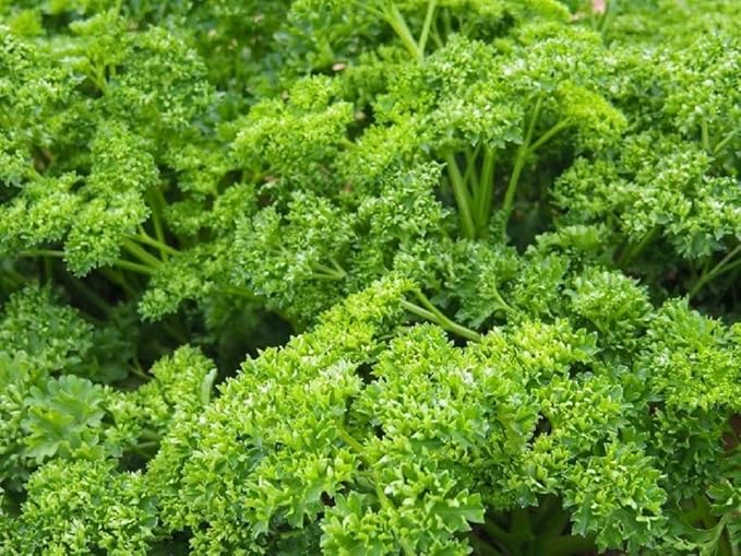 Forest Green Parsley Seeds 100 Count, COOL BEANS N SPROUTS Brand. Herb. Non-GMO. Home Gardening.