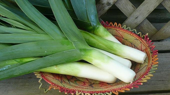 Seeds Giant Leek Onion Non GMO Vegetable for Planting