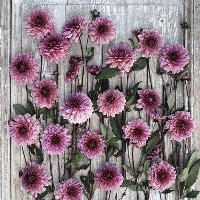 Eden Brothers Dahlia Bulbs (Decorative) - Molly Raven, Non-GMO Bulbs for Planting, 2 Bulbs | Low-Maintenance Flower Bulbs, Plant During Spring, Zones 8, 9, 10, 11