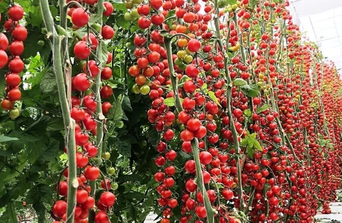 Seeds Vine Tomato - Giant - Heirloom Vegetable - GMO Free