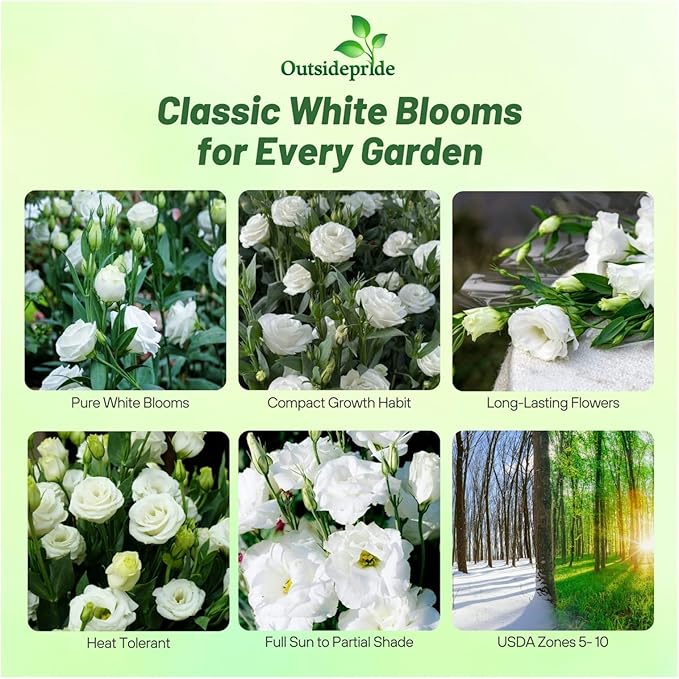 Outsidepride Lisianthus Sapphire White Flower Seeds - 50 Pcs. Annual, Versatile & Low Maintenance, Flower Seeds for Planting Prolific & Vibrant Double Blooms, Great for Cut Flower Arrangements