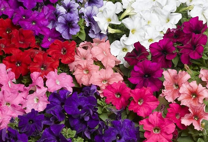 Petunia Triumph F1 Mix Seeds – Annual Hybrid Flower | Grandiflora, Vibrant Mix of Large Blooms, Early & Abundant Flowering