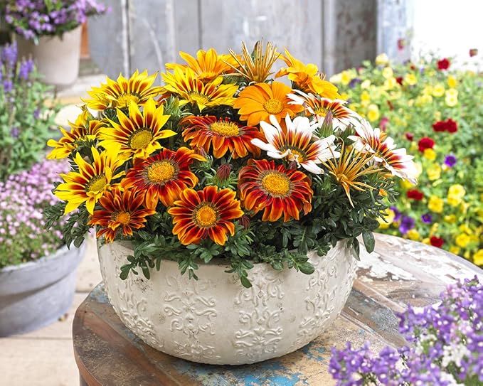 Treasure Flower Mix Seeds – Gazania Rigens | Perennial in Warm Climates, Annual Elsewhere | Drought-Tolerant & Long-Blooming