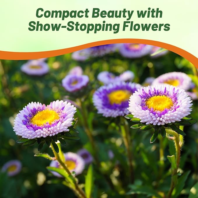 Outsidepride Tall Pompon Blue Moon Aster Seeds - 1000 Pcs. Annual, Hardy & Pollinator Friendly Flower Seeds for Planting Vibrant Disc-Shaped White-Blue Blooms, Ideal for Meadows & Aesthetic Gardens
