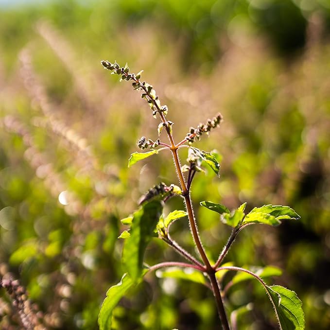 Banyan Botanicals Organic Rama Tulsi Seeds – Ocimum Sanctum – Tulsi (Holy Basil) Seeds for Tea, Cooking & Herbal Formulas – 50 Count – Open Pollinated Non-GMO Easy to Grow