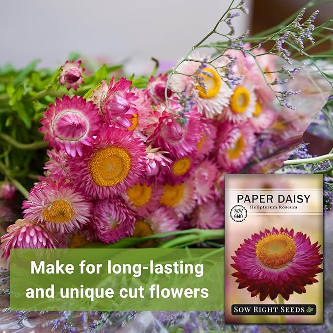 Sow Right Seeds - Paper Daisy (Helipterum Roseum) Seeds to Plant - Non-GMO Heirloom Packet, Instructions to Plant in Your Garden - Fantastic Cut Flower for Bouquets - Use for Decorations & Garland (1)