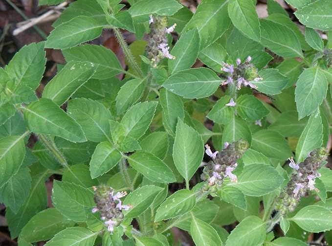 CEMEHA SEEDS - Seeds Ornamental Holy Basil Tulsi Thai Indoor Green Non GMO Herbs for Planting