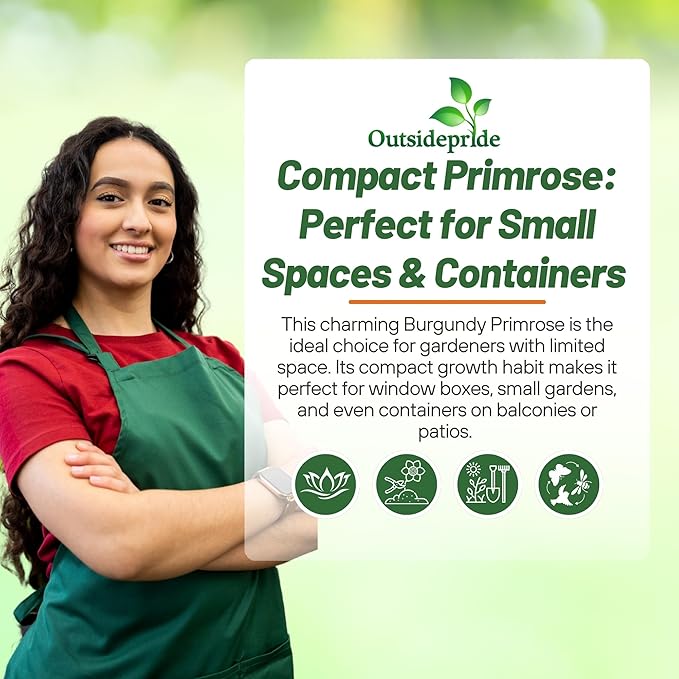 Outsidepride Danova Burgundy Bicolor Common Primrose Seeds - 25 Pcs Annual, Hardy, Easy to Grow & Low Maintenance Flower Seeds for Planting Vibrant Blooms, for Containers, Borders & Erosion Control