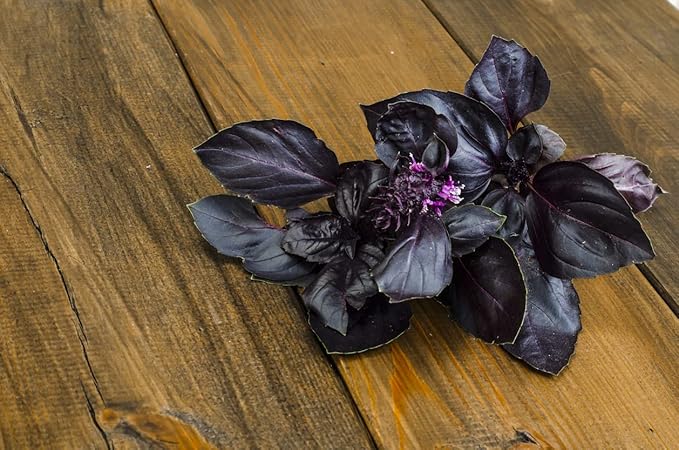Seeds Indoor Purple Basil - Heirloom Herbs - GMO Free