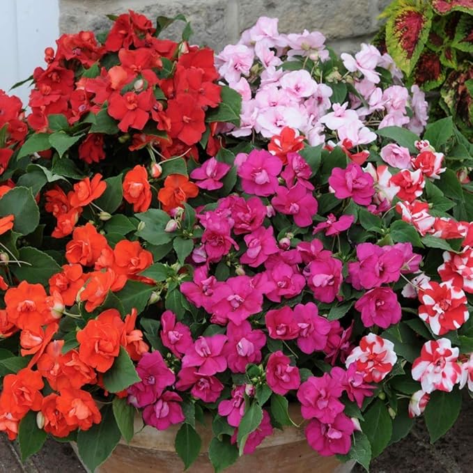 KIRA SEEDS - Seeds Busy Lizzie Mix Balsam - Impatiens walleriana - Perennial Flowers for Planting - GMO Free
