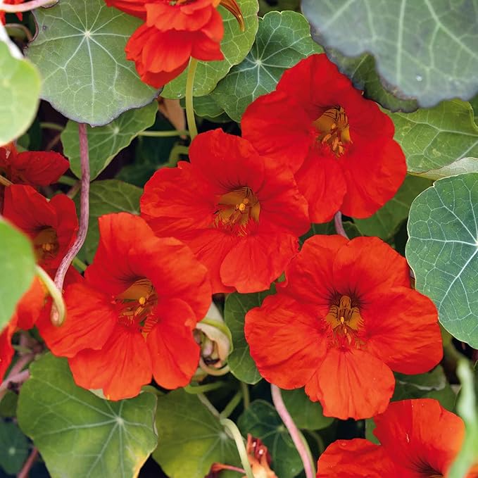 Eden Brothers Nasturtium Seeds - Indian Chief Non-GMO Seeds for Planting, 1 Ounce | Low-Maintenance Flower Seeds, Plant During Spring Season, Zones 10, 3, 4, 5, 6, 7, 8, 9