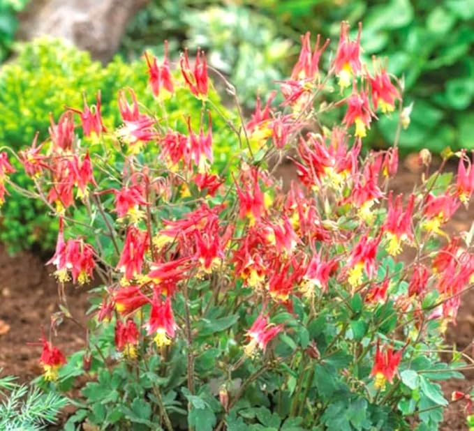 200PCS Red Eastern Columbine Seeds Partshade Perennial Attracts Pollinators Seeds Heirloom