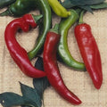 Anaheim Chili Hot Pepper Garden Seeds - 1 Oz - Non-GMO, Heirloom Vegetable Gardening Seeds
